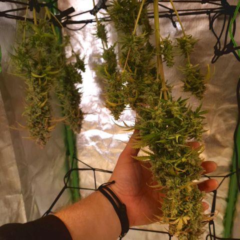 Wedding Cake 🍰 growlog timeline photo