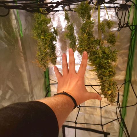 Wedding Cake 🍰 growlog timeline photo
