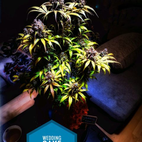 Wedding Cake 🍰 growlog timeline photo