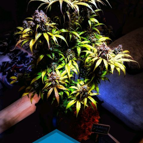 Wedding Cake 🍰 growlog timeline photo