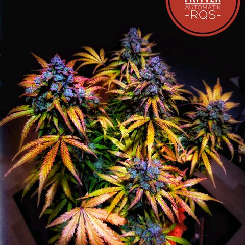 Apple Fritter 🍎 growlog timeline photo