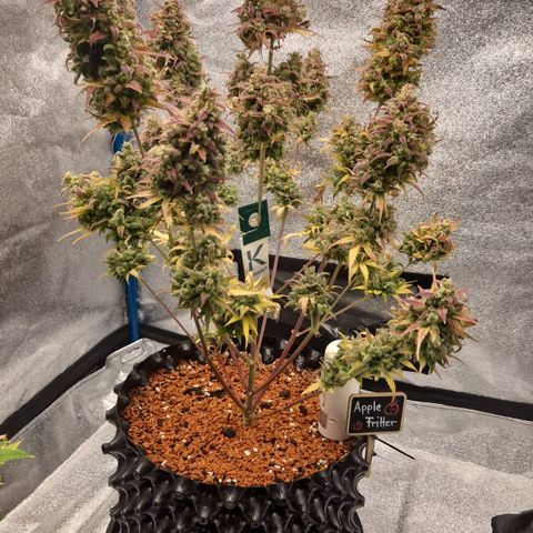 Apple Fritter 🍎 growlog timeline photo