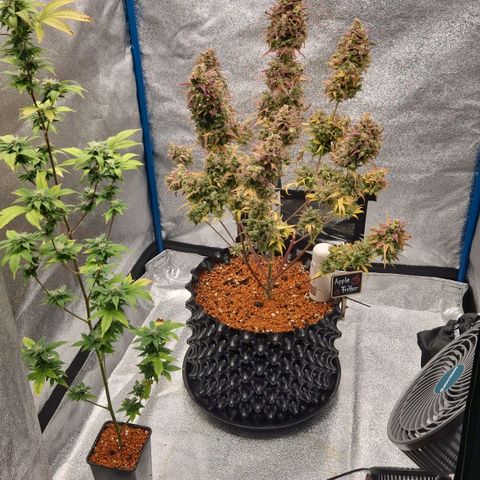 Apple Fritter 🍎 growlog timeline photo
