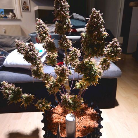 Apple Fritter 🍎 growlog timeline photo