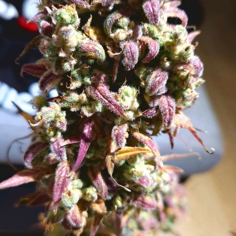 Apple Fritter 🍎 growlog timeline photo