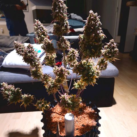 Apple Fritter 🍎 growlog timeline photo