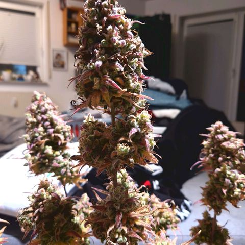 Apple Fritter 🍎 growlog timeline photo