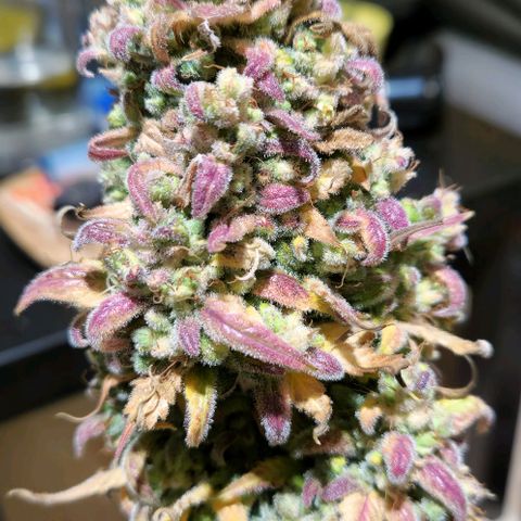 Apple Fritter 🍎 growlog timeline photo