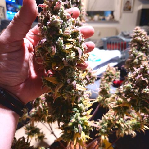 Apple Fritter 🍎 growlog timeline photo