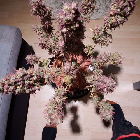 Apple Fritter 🍎 growlog timeline photo