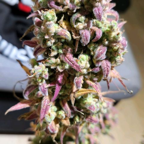 Apple Fritter 🍎 growlog timeline photo
