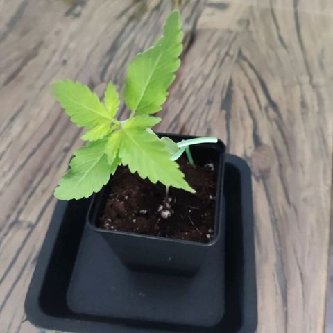 Special Queen #1 growlog timeline photo