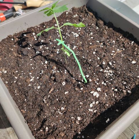 Special Queen #1 growlog photo: umgetopft 