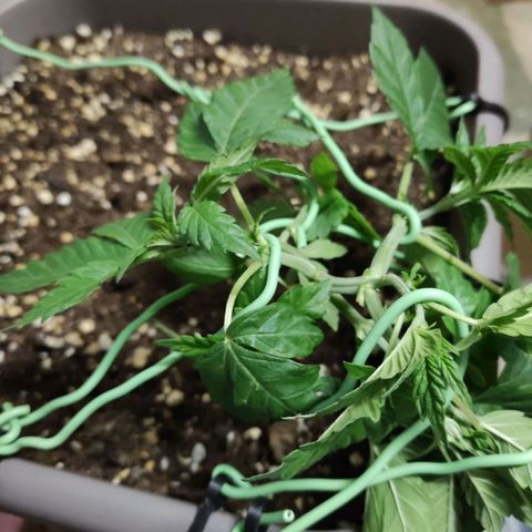 Special Queen #1 growlog timeline photo