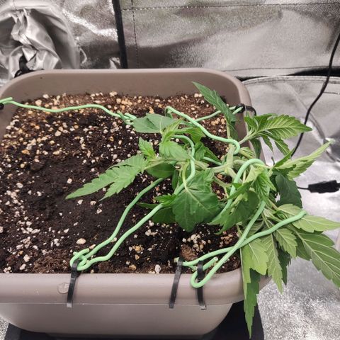 Special Queen #1 growlog timeline photo