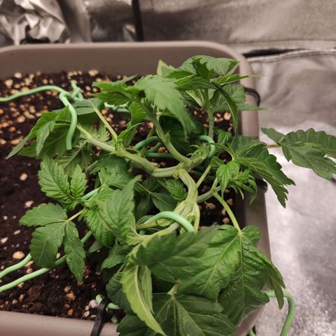Special Queen #1 growlog timeline photo