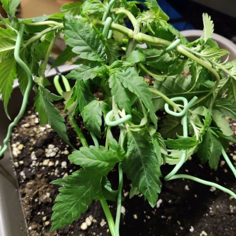 Special Queen #1 growlog timeline photo