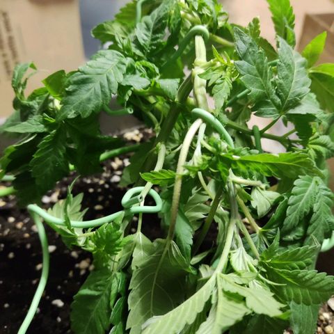 Special Queen #1 growlog timeline photo