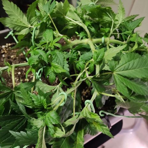 Special Queen #1 growlog photo: lst