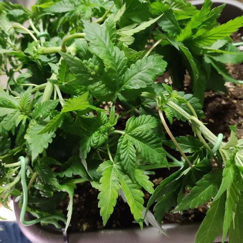 Special Queen #1 growlog photo: lst