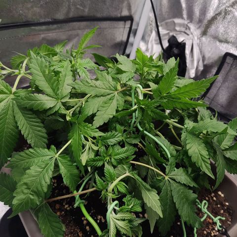 Special Queen #1 growlog timeline photo
