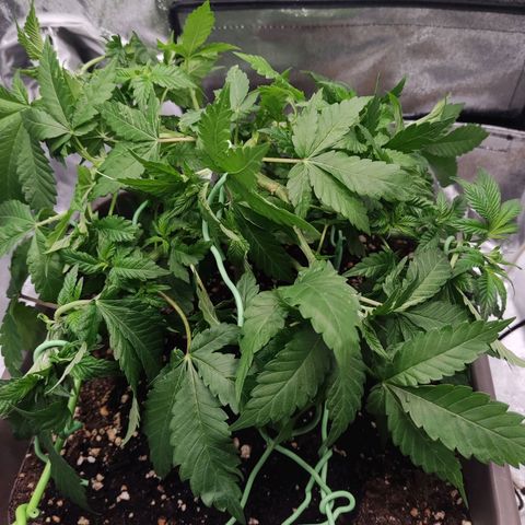Special Queen #1 growlog timeline photo