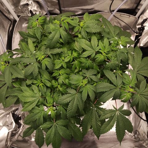 Special Queen #1 growlog timeline photo