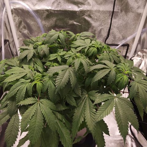 Special Queen #1 growlog timeline photo