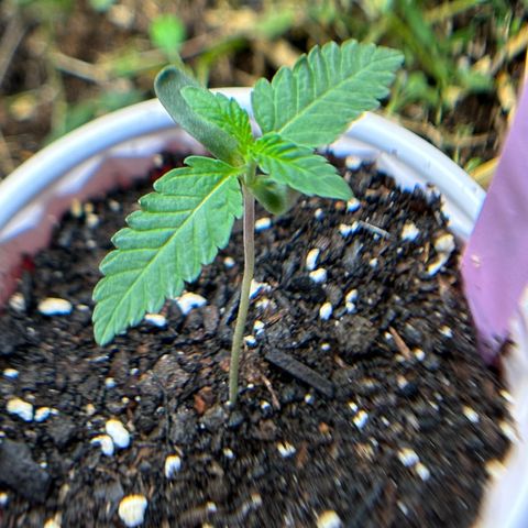 Super Lemon Gushers(Gushers X Super Lemon SMAC) growlog timeline photo