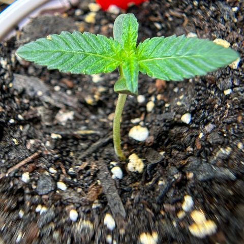 Pearl 41(Face on Fire x PCS 1) growlog timeline photo