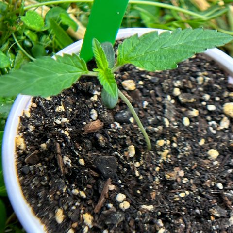 Strawberry 2.1(Strawguava x OGKB 2.1) growlog timeline photo
