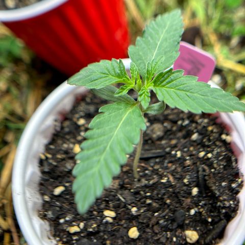 Super Lemon Gushers(Gushers X Super Lemon SMAC) growlog timeline photo