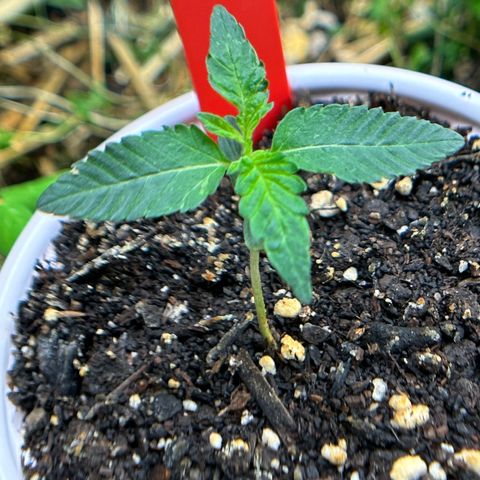 Pearl 41(Face on Fire x PCS 1) growlog timeline photo