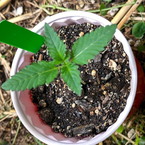 Strawberry 2.1(Strawguava x OGKB 2.1) growlog timeline photo