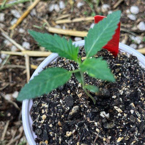 Pearl 41(Face on Fire x PCS 1) growlog timeline photo