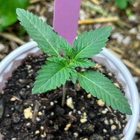 Super Lemon Gushers(Gushers X Super Lemon SMAC) growlog timeline photo