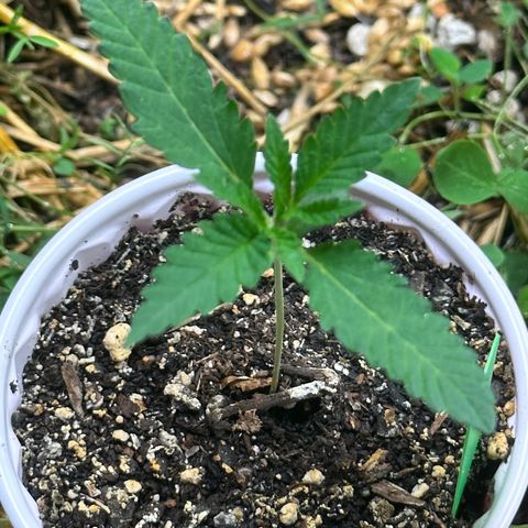 Strawberry 2.1(Strawguava x OGKB 2.1) growlog timeline photo
