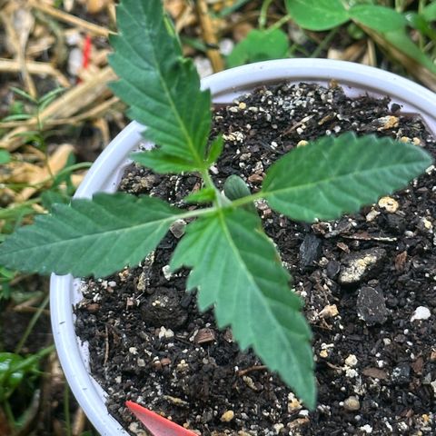 Pearl 41(Face on Fire x PCS 1) growlog timeline photo