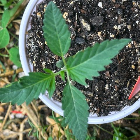 Pearl 41(Face on Fire x PCS 1) growlog timeline photo