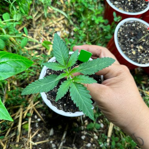 Strawberry 2.1(Strawguava x OGKB 2.1) growlog timeline photo