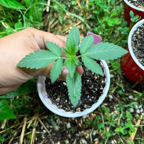 Super Lemon Gushers(Gushers X Super Lemon SMAC) growlog timeline photo