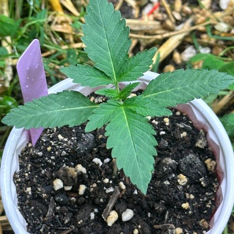 Super Lemon Gushers(Gushers X Super Lemon SMAC) growlog timeline photo