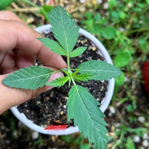 Pearl 41(Face on Fire x PCS 1) growlog timeline photo