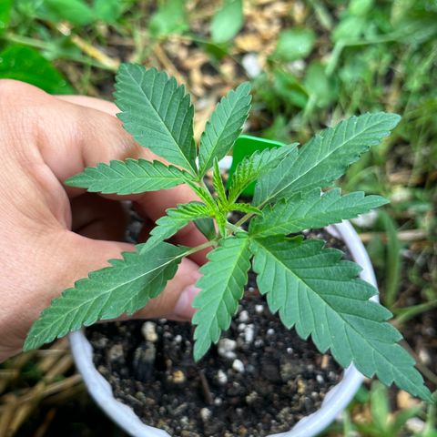 Strawberry 2.1(Strawguava x OGKB 2.1) growlog timeline photo