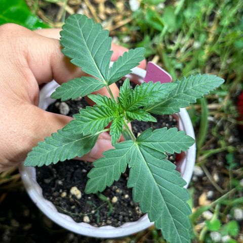 Super Lemon Gushers(Gushers X Super Lemon SMAC) growlog timeline photo