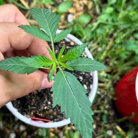 Pearl 41(Face on Fire x PCS 1) growlog timeline photo