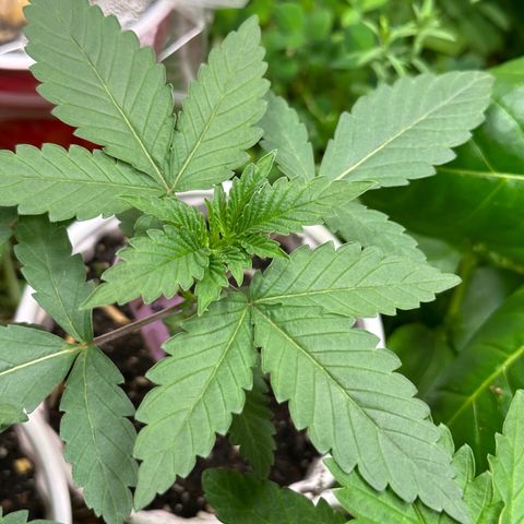 Super Lemon Gushers(Gushers X Super Lemon SMAC) growlog timeline photo