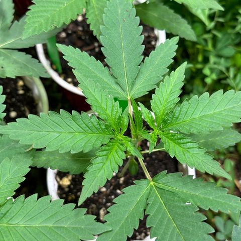 Strawberry 2.1(Strawguava x OGKB 2.1) growlog timeline photo
