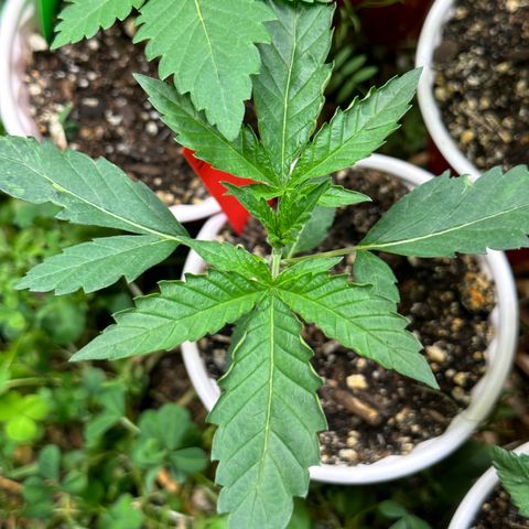 Pearl 41(Face on Fire x PCS 1) growlog timeline photo