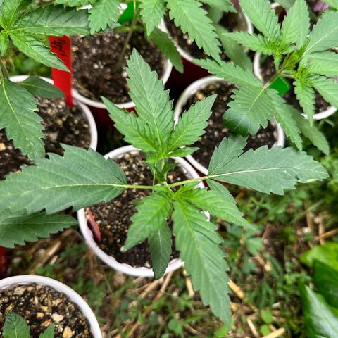 Pearl 41(Face on Fire x PCS 1) growlog timeline photo